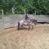 Pferde Training